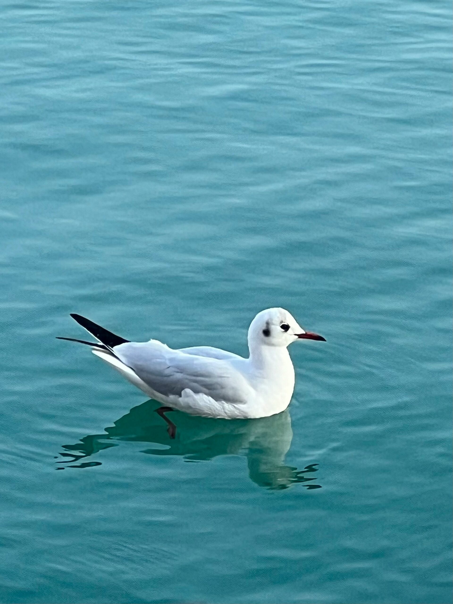 a seagull is swimming in a body of water